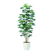観葉植物