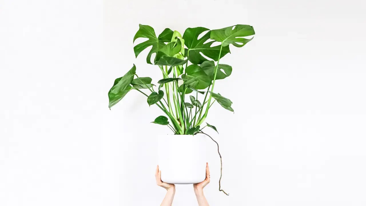 オフィスにおすすめの観葉植物3選