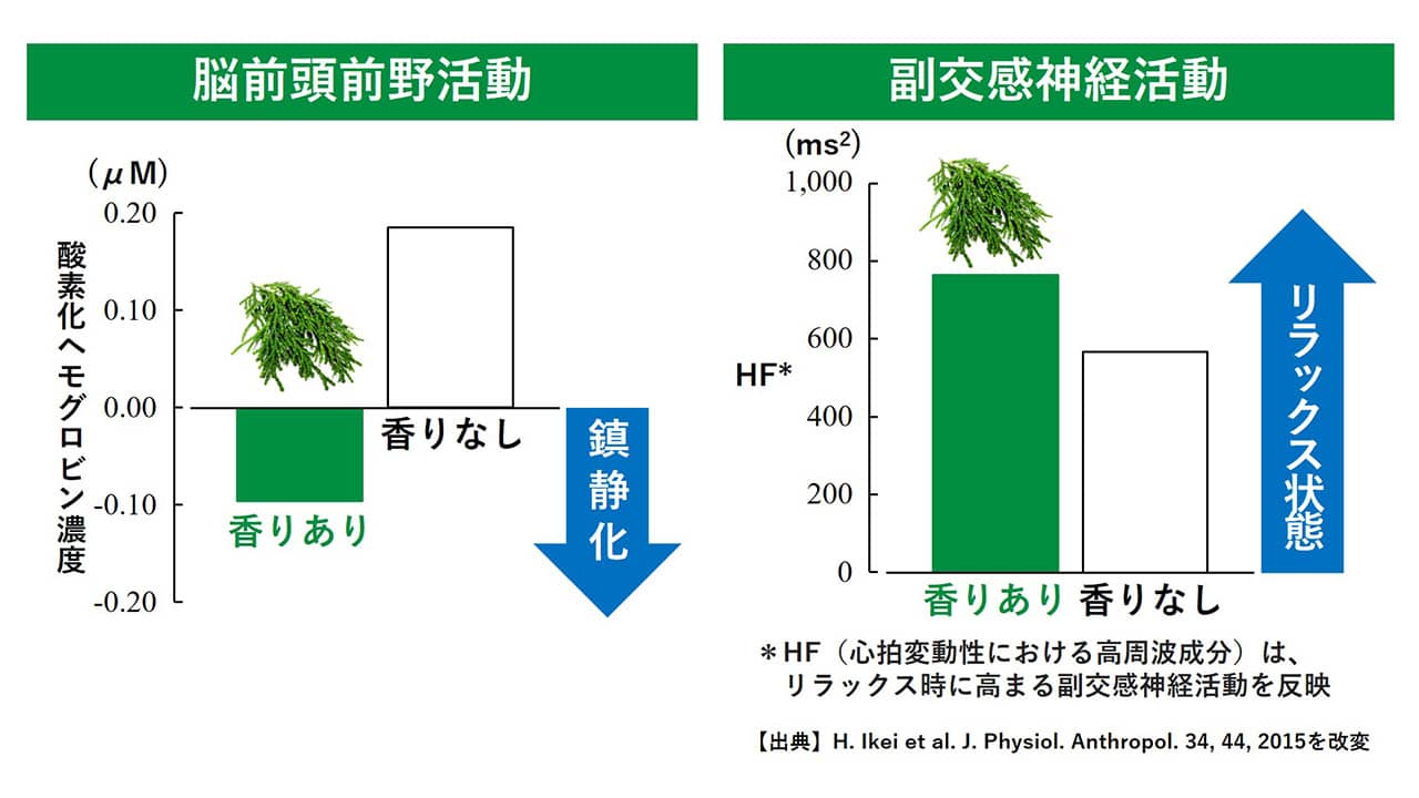 嗅覚｜ヒノキの香りがもたらすリラックス効果