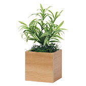 インテリアグリーン 卓上ポット